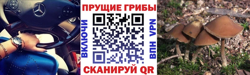 мега зеркало  Шумерля  Псилоцибиновые грибы Psilocybe  купить наркотики сайты 